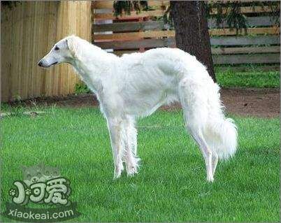 蘇俄獵狼犬好養(yǎng)嗎 蘇俄獵狼犬飼養(yǎng)方法