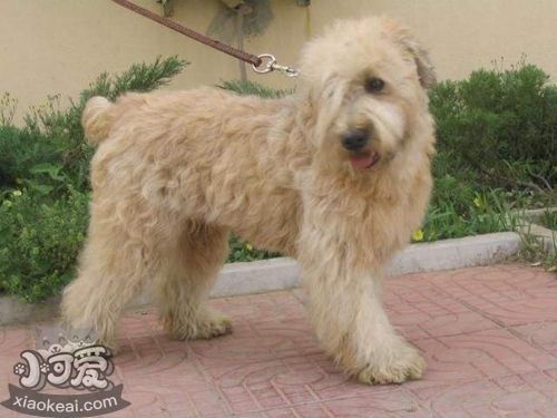 愛爾蘭軟毛梗怎么護(hù)毛 愛爾蘭軟毛梗毛發(fā)護(hù)理方法