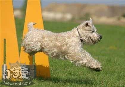 愛爾蘭軟毛梗幼犬怎么養(yǎng) 愛爾蘭軟毛梗喂養(yǎng)指南