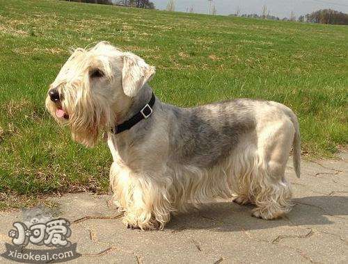 捷克梗怎么養(yǎng) 捷克梗飼養(yǎng)方式