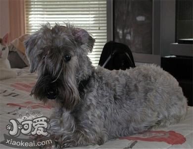 捷克梗怎么護(hù)理 捷克梗洗澡養(yǎng)護(hù)知識(shí)