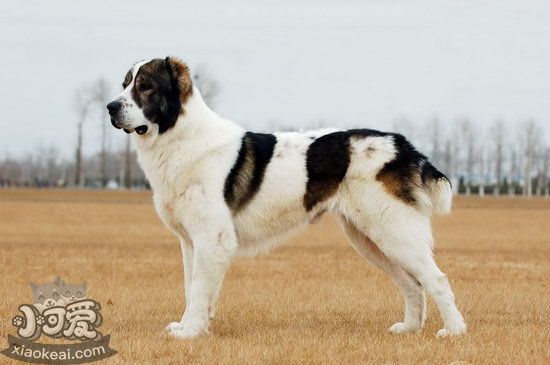 中亞牧羊犬怎么養(yǎng) 中亞牧羊犬飼養(yǎng)護(hù)理方法1