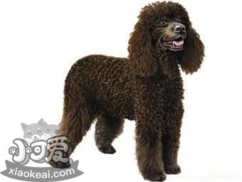 愛(ài)爾蘭水獵犬吃什么 愛(ài)爾蘭水獚喂食要點(diǎn)