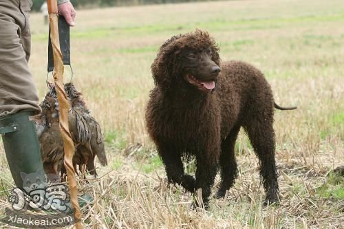 愛(ài)爾蘭水獵犬怎么美容 美容養(yǎng)護(hù)護(hù)理介紹
