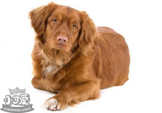 新斯科舍獵鴨尋獵犬怎么養(yǎng) 新斯科舍獵鴨尋獵犬飼養(yǎng)心得1