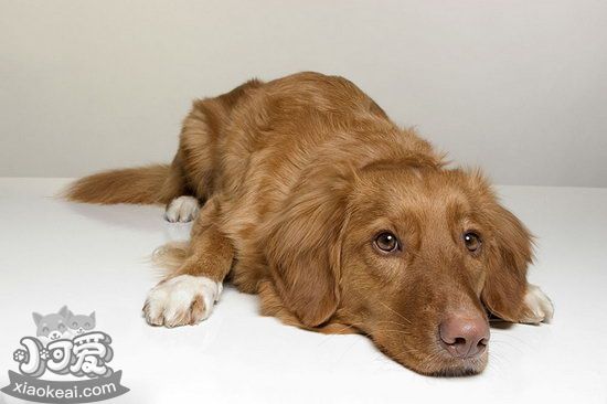 新斯科舍獵鴨尋獵犬什么時(shí)候驅(qū)蟲(chóng)最好1