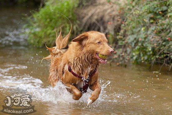 新斯科舍獵鴨尋獵犬日常護(hù)理方法1