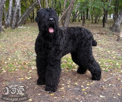 黑俄羅斯梗怎么養(yǎng) 黑俄羅斯梗飼養(yǎng)知識(shí)