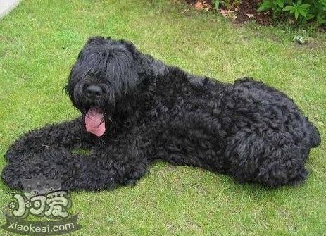 黑俄羅斯梗怎么護(hù)理 日常養(yǎng)護(hù)注意事項(xiàng)