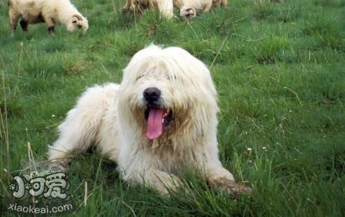 波蘭低地牧羊犬怎么美容 毛發(fā)美容教程