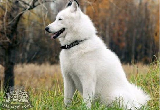 芬蘭波美拉尼亞絲毛狗性格好不好 芬蘭狐貍?cè)愿裨趺礃?