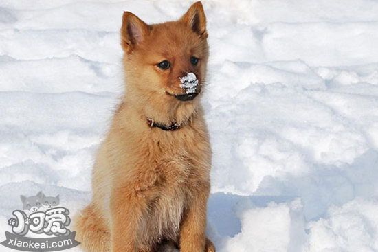 芬蘭波美拉尼亞絲毛狗怎么養(yǎng)方法介紹1
