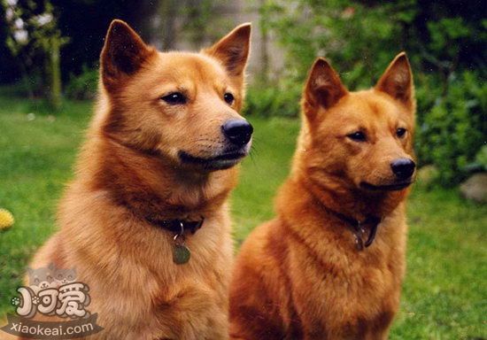 芬蘭波美拉尼亞絲毛狗怎么美容 芬蘭狐貍?cè)廊莘椒?