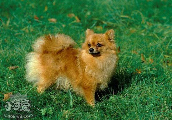 芬蘭波美拉尼亞絲毛狗怎么洗澡 芬蘭狐貍?cè)丛枇鞒?