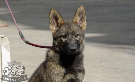 昆明犬怎么洗澡 昆明犬洗澡方法及注意事項(xiàng)1