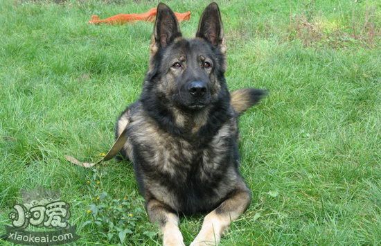 昆明犬吃什么狗糧好 昆明犬狗糧選擇推薦2