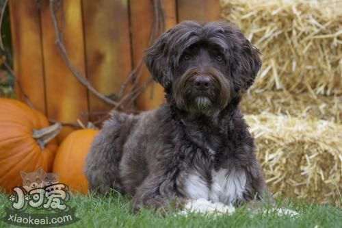 葡萄牙水犬怎么養(yǎng) 葡萄牙水犬飼養(yǎng)注意事項