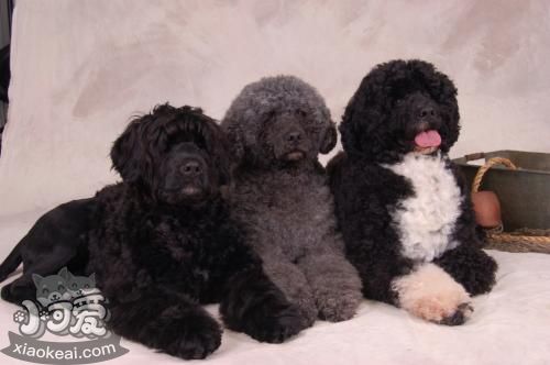 葡萄牙水犬怎么護(hù)理 葡萄牙水犬日常護(hù)理知識(shí)