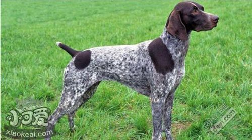 德國硬毛波音達怎么飼養(yǎng) 德國硬毛波音達飼養(yǎng)方法