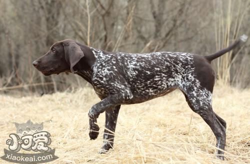 德國(guó)硬毛波音達(dá)怎么養(yǎng) 飼養(yǎng)注意事項(xiàng)方法