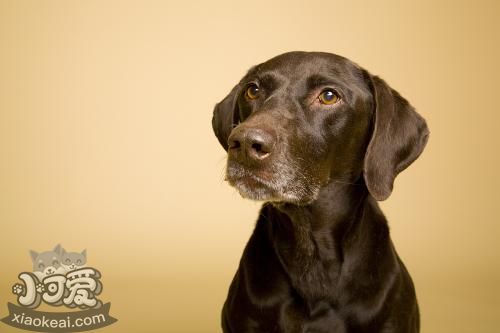 怎么給德國(guó)硬毛波音達(dá)剪指甲