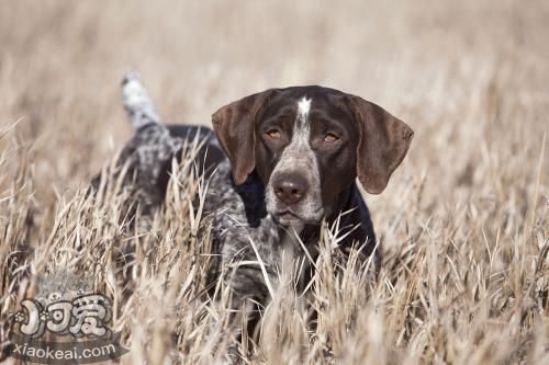 怎么幫德國(guó)硬毛波音達(dá)修毛