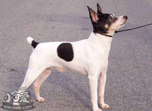 短毛獵狐梗不能吃什么 短毛獵狐梗禁忌食物介紹