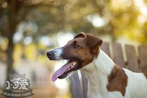 短毛獵狐梗怎么喂養(yǎng) 短毛獵狐梗喂養(yǎng)基本原則