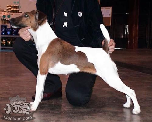 短毛獵狐梗狗糧怎么喂 喂狗糧注意事項