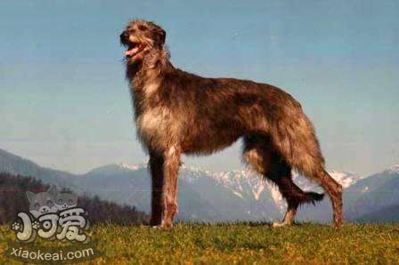 蘇格蘭獵鹿犬怎么養(yǎng) 蘇格蘭獵鹿犬飼養(yǎng)要點(diǎn)