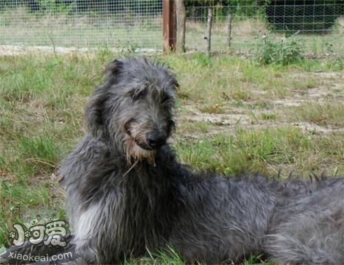 蘇格蘭獵鹿犬毛發(fā)怎么護理 毛發(fā)日常護理方法
