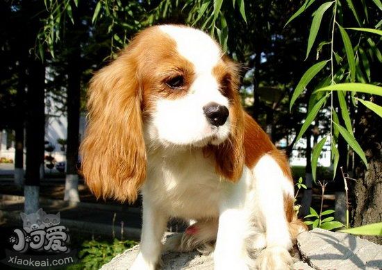 騎士查理王小獵犬怎么養(yǎng) 騎士查理王小獵犬飼養(yǎng)方法及注意1