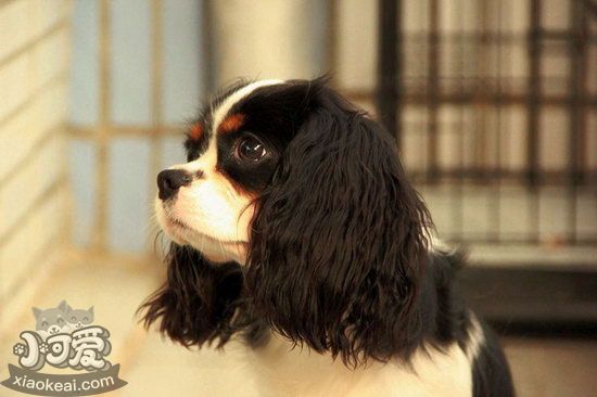 騎士查理王小獵犬耳朵怎么清潔護(hù)理流程1