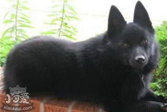 西帕基犬吃什么狗糧好 西帕基犬狗糧選擇推薦2