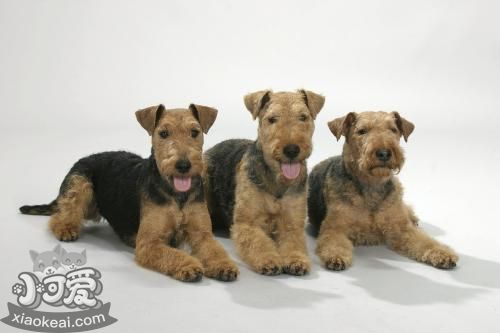 威爾士梗毛發(fā)怎么護(hù)理 威爾士梗毛發(fā)護(hù)理教程