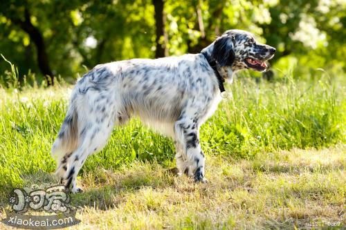 英國雪達(dá)犬淚痕怎么消除 英格蘭雪達(dá)犬淚痕清理方法