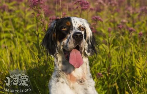 英格蘭雪達(dá)犬毛發(fā)怎么修剪 英國(guó)雪達(dá)犬護(hù)理方法
