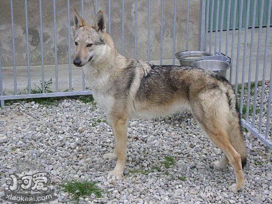 捷克狼犬夏季飲食注意事項(xiàng)1