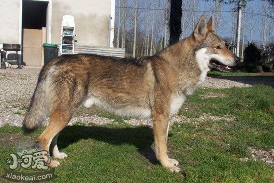 捷克狼犬耳朵怎么清潔捷克狼犬耳朵清潔護(hù)理方法1