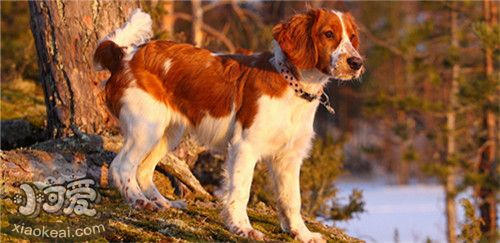 威爾士跳獵犬掉毛怎么辦 威爾士跳獵犬掉毛情況介紹