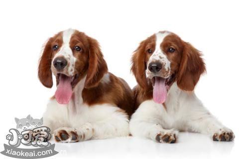 威爾士跳獵犬怎么養(yǎng) 威爾士跳獵犬飼養(yǎng)技巧