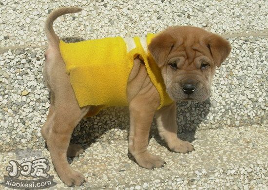 沙皮狗不能吃的東西有哪些 中國(guó)沙皮犬不能吃食物大全1