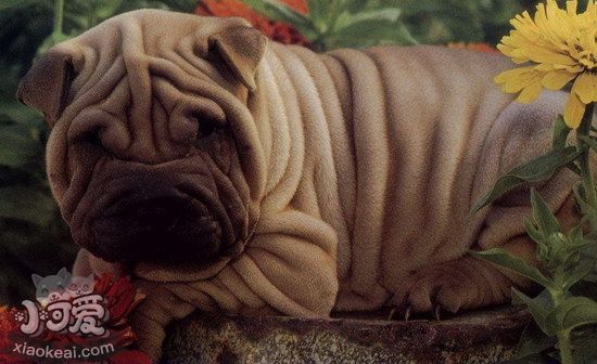 沙皮狗怎么養(yǎng) 中國沙皮犬喂養(yǎng)方法1