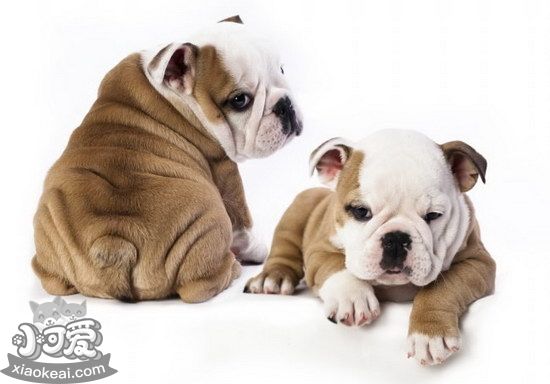 沙皮狗吃什么狗糧好 中國(guó)沙皮犬狗糧選擇推薦1