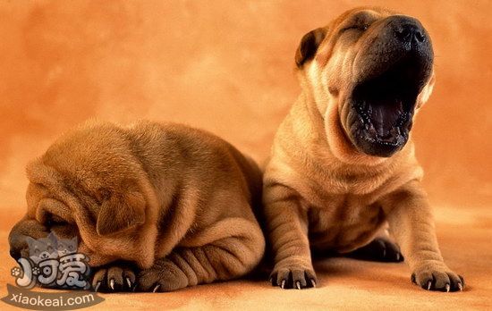 沙皮狗怎么美容護理 中國沙皮犬美容護理方法1