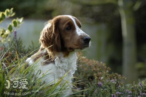 威爾士跳獵犬怎么清潔眼屎 威爾士跳獵犬眼屎清潔方法