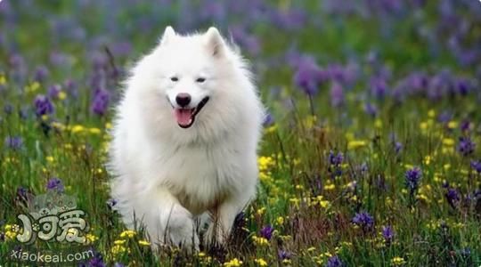 愛(ài)斯基摩犬吃什么狗糧好 愛(ài)斯基摩犬狗糧選擇推薦1