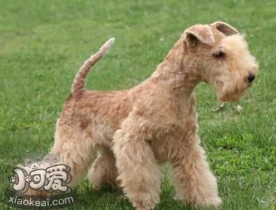 湖畔梗怎么洗澡 湖畔梗洗澡注意事項