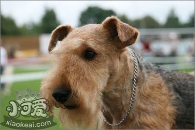 如何喂養(yǎng)湖畔梗 食物分量要控制