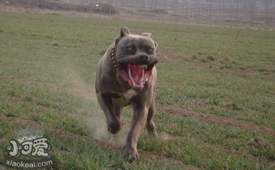 巴西非勒耳朵怎么清潔 巴西非勒犬耳朵清潔護理方法1